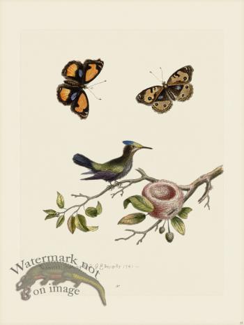 Edwards 037 Crested Hummingbird